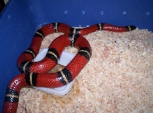 male 100% het albino nelson