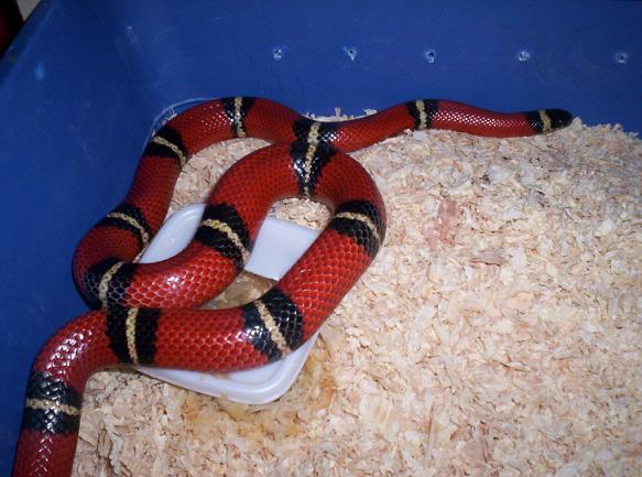 male 100% het albino nelson