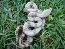 Striped Hog Island boa male
