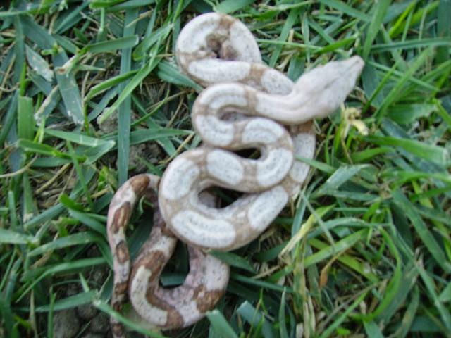 Striped Hog Island boa male
