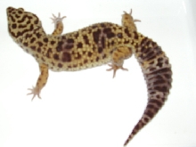 dotty