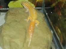 anubis1