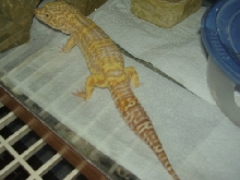 super giant albino son of moose