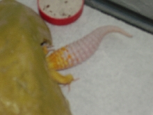 precious tail