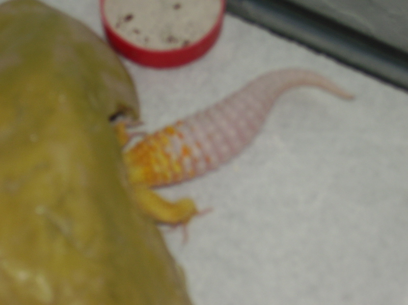 precious tail