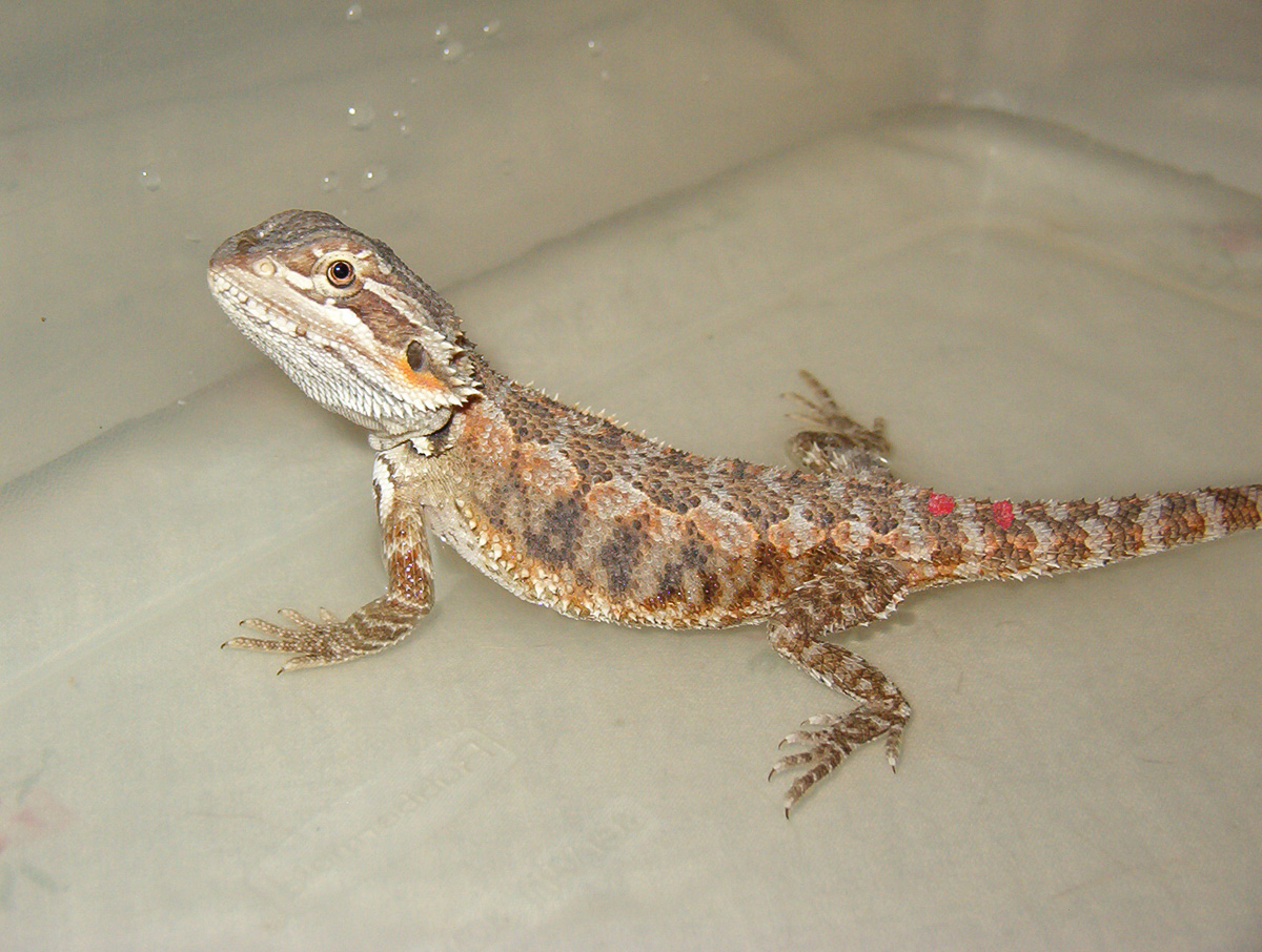 Bathing time!