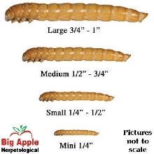 Mealworms
