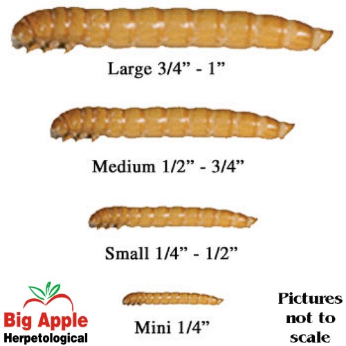 Mealworms