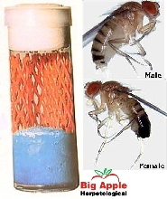 Fruit Flies