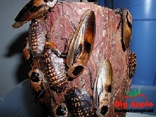 Roaches