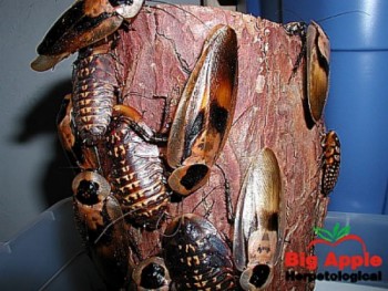 Roaches
