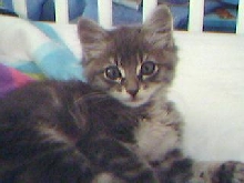 dorian grey