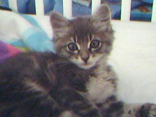 dorian grey