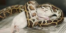 Burmese in coil