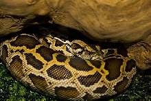 Close up under log