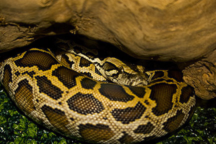 Close up under log