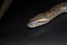 Sideways blue eyes