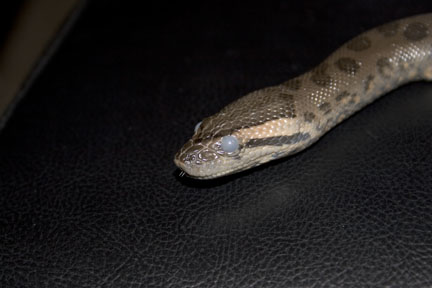 Sideways blue eyes