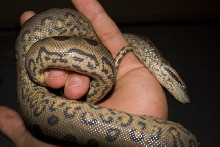Holding Jasmine