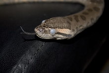 Sideways tongue out crazy eyes