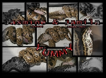 Jasmine and Jamila