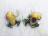 yellow back 1
