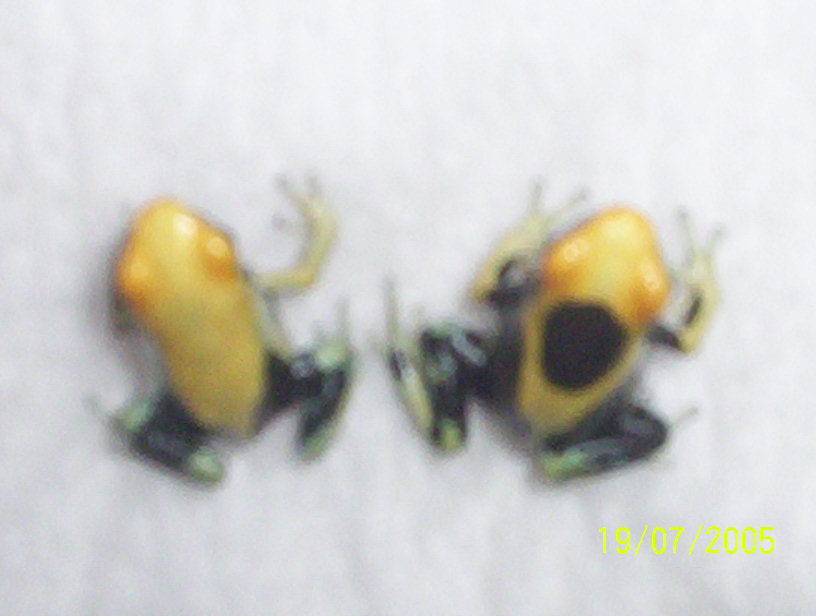 yellow back 1