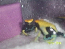 yellow back 2