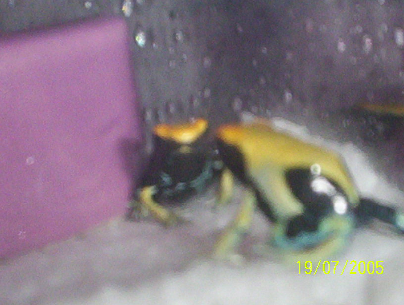 yellow back 2