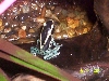 powder blue tinc 2