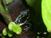 powder blue tinc