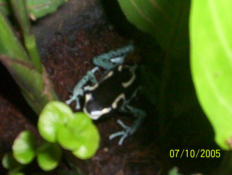 powder blue tinc