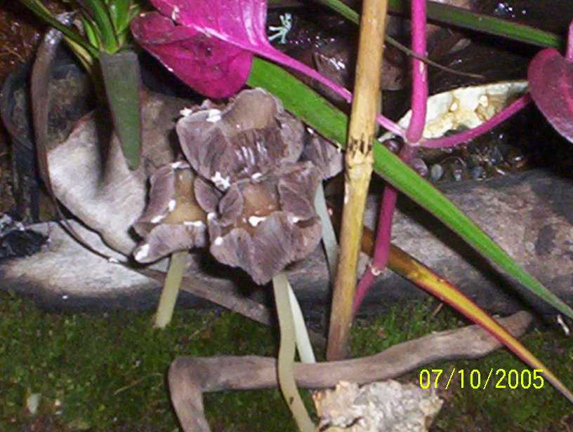 mushrooms
