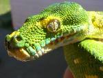 Brutus