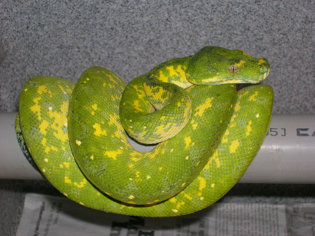 Brutus