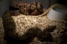 Bang