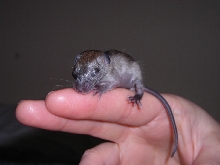 Wild baby rattus rattus
