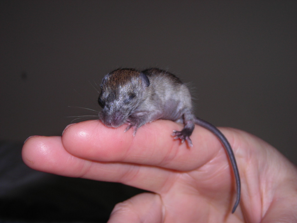Wild baby rattus rattus