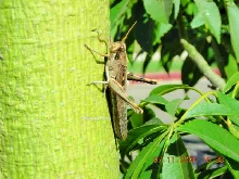Grasshopper
