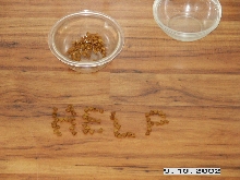 Dog Food