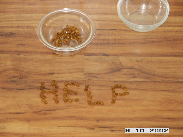 Dog Food