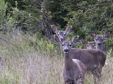 Deer