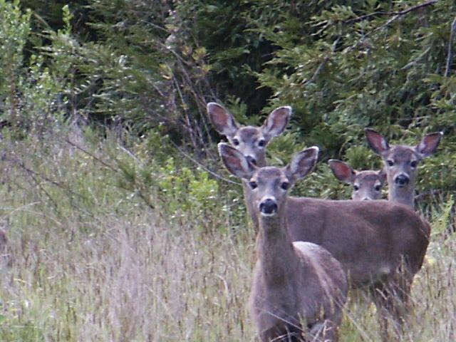Deer