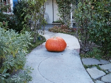 Pumkins from rat poop-