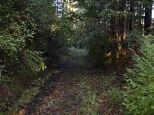 Logging road
