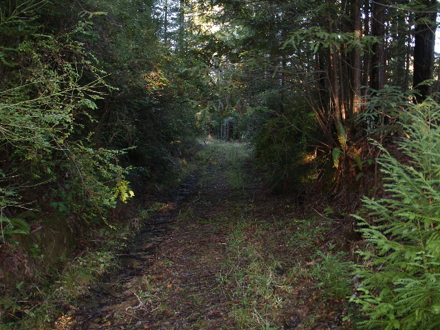 Logging road