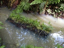 Fern log