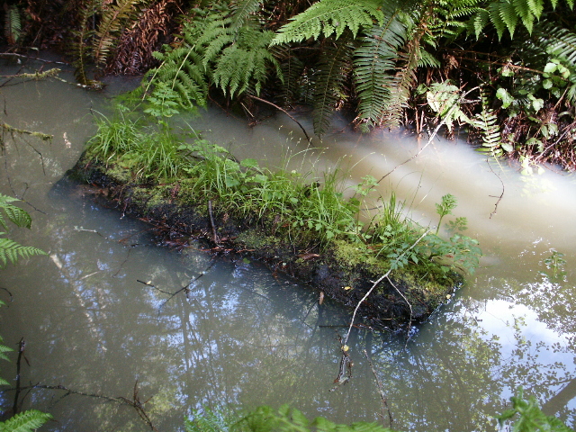 Fern log