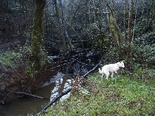 Teddy at Jameson Creek