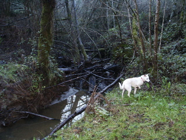 Teddy at Jameson Creek